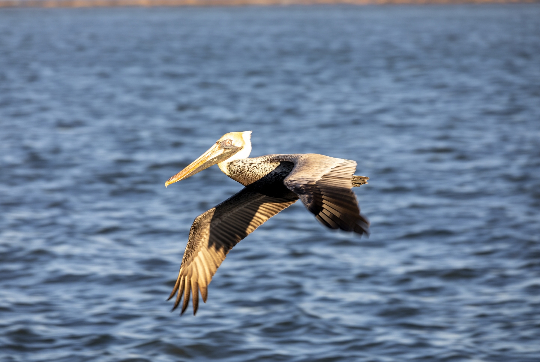 /gallery/north_america/USA/Texas/port aransas/Brown Pelican 2023-002_med.jpg